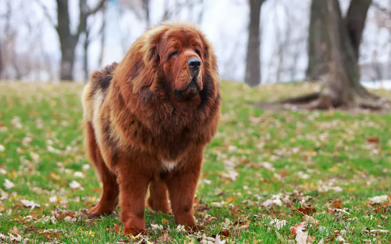 dogue du tibet